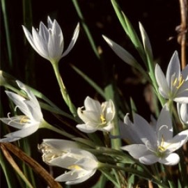 Schizostylis 'Snow Maiden'