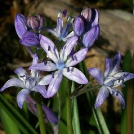 Scilla Reverchonii