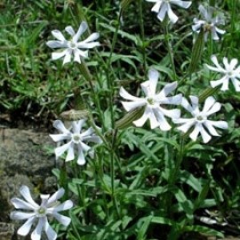 Silene Bellidioides