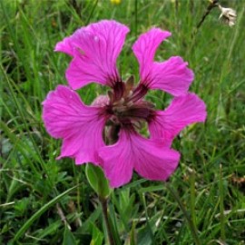 Silene Elisabethae