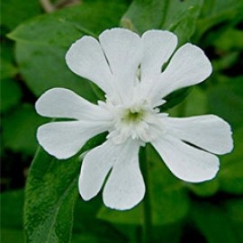 Silene Latifolia