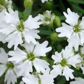 Silene Pusilla