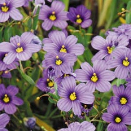 Sisyrinchium Angustifolium