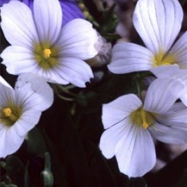 Sisyrinchium Bellum Album