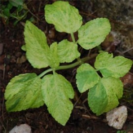 Smyrnium Olusatrum Cream Variegated