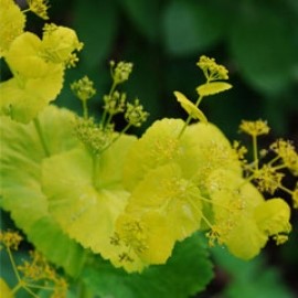 Smyrnium Perfoliatum