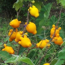 Solanum Mammosum