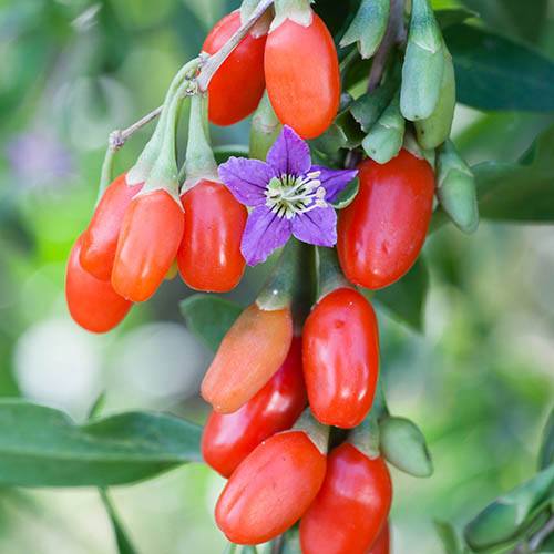 goji berry
