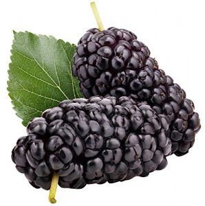 Black Mulberry