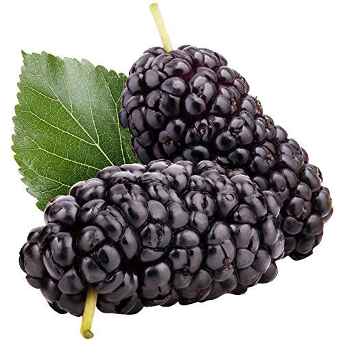 Black Mulberry