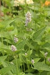 Agastache Foeniculum