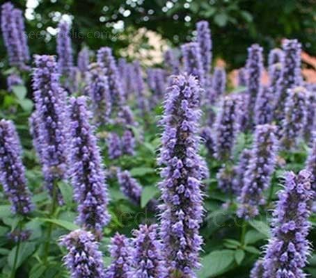Agastache Foeniculum