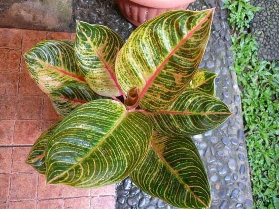 Aglaonema Kresna (Chinese Evergreen) – Indoor Plants
