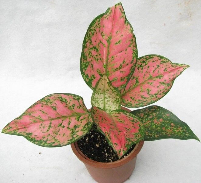 Aglaonema Red Valentine (Chinese Evergreen) – Indoor Plants