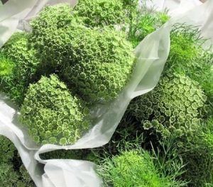 Ammi Visnaga