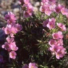 Androsace Carnea Rosea