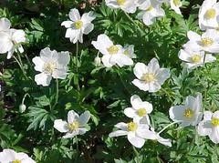 Anemone Sylvestris