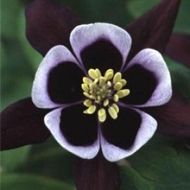 Aquilegia 'William Guiness' (Vulgaris)