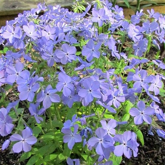 Blue Moon Woodland Phlox