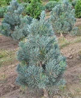 Bonna Scotch Pine