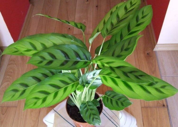 Calathea leopardina – Indoor Plants