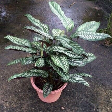 Calathea majestica – Indoor Plants