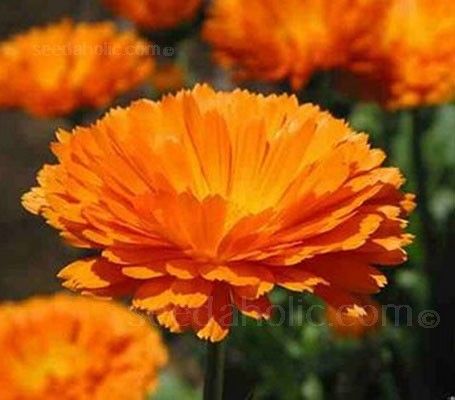 Calendula Officinalis, Organic