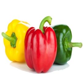 Capsicum
