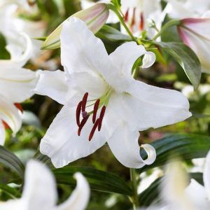 Casa Blanca Oriental Lily