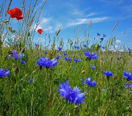 Centaurea cyanus, 'Cornflower'