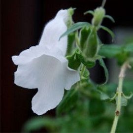 Ceratotheca Triloba Alba