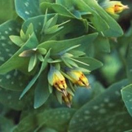 Cerinthe Minor 'Bouquet Gold'