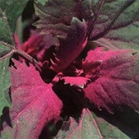 Chenopodium Giganteum