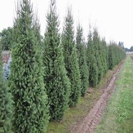 Columnar Norway Spruce
