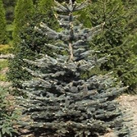 'Continental' Colorado Blue Spruce