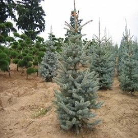 'Copeland' Colorado Blue Spruce