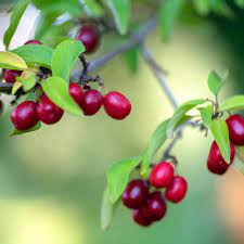 Cornelian berry
