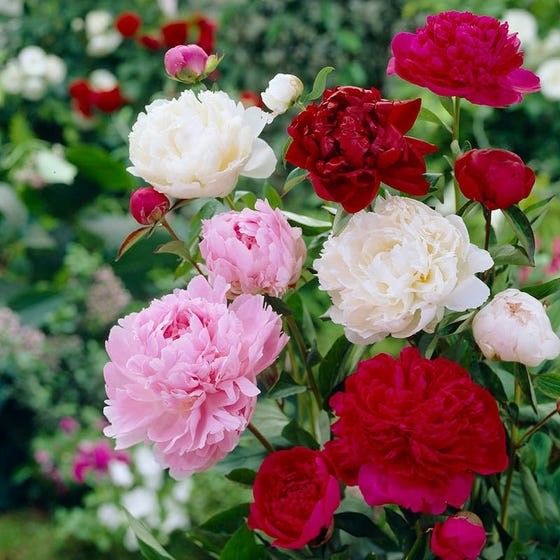 Cotton Candy Peony Mix