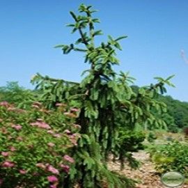 'Cranstonii Pendula' Norway Spruce