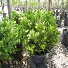 Dark Green Spreader Yew
