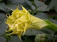 Datura Metel