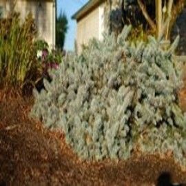 Dietz Prostrate Dwarf Colorado Spruce