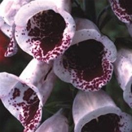 Digitalis 'Pam's Choice'