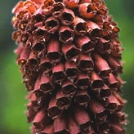 Digitalis Parviflora