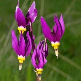 Dodecatheon Conjugens
