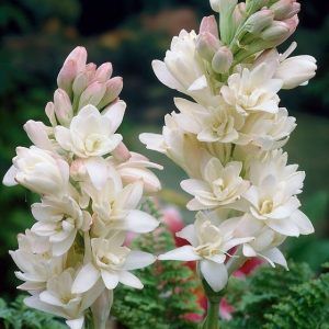 Double Tuberose The Pearl