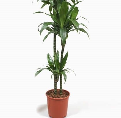 Dracaena deremensis | Janet Craig Dracaena – Indoor Plants