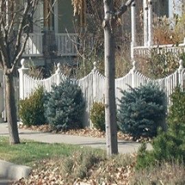 Dwarf Globe Colorado Blue Spruce