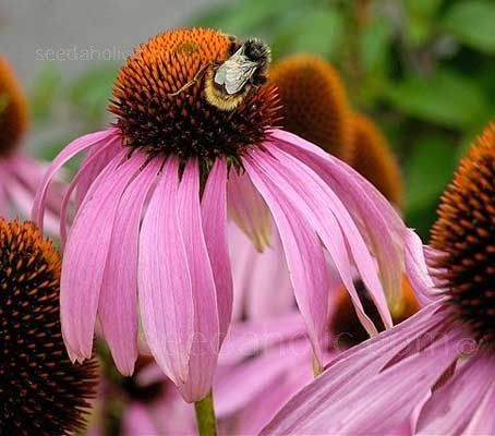 Echinacea Angustifolia