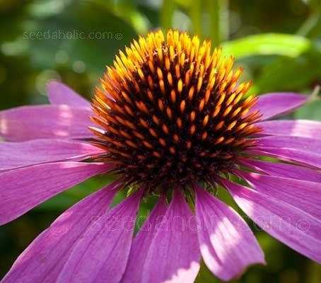 Echinacea Purpurea